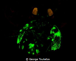 Golden Mantis Shrimp with UV lighting. No strobes by George Touliatos 